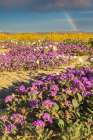 USA, California, Anza Borrego Desert State Park. Blooming desert flowers. Art Print